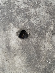Otospermophilus beecheyi