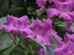 Bignonia