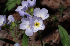 Polemonium californicum