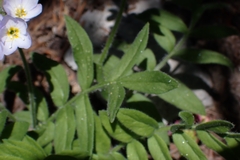 Polemonium californicum