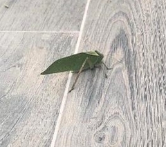 Stilpnochlora azteca