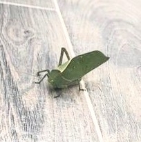 Stilpnochlora azteca