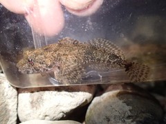 Cottus bairdii