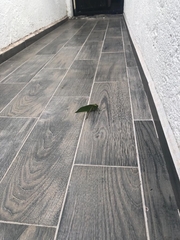 Stilpnochlora azteca