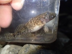 Cottus bairdii