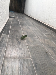 Stilpnochlora azteca