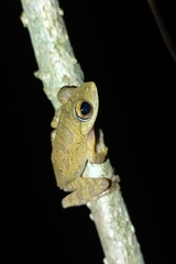 Rhacophorus margaritifer
