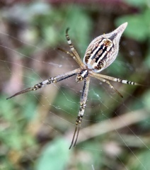 Argiope protensa