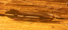 Psychoglypha