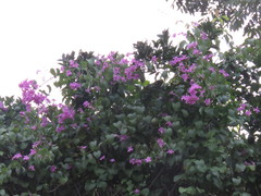 Bignonia