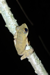 Rhacophorus margaritifer