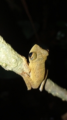 Rhacophorus margaritifer