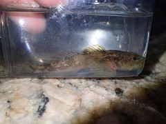 Cottus