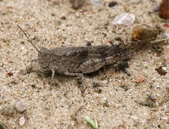 Trimerotropis maritima
