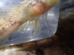 Cottus