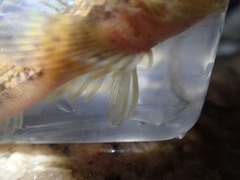 Cottus