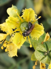 Hylaeus punctatus