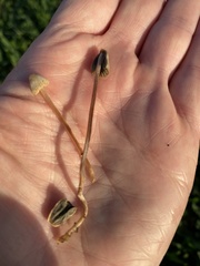 Galeropsidaceae
