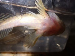 Cottus