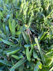 Galeropsidaceae