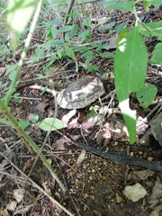 Rhinoclemmys rubida rubida