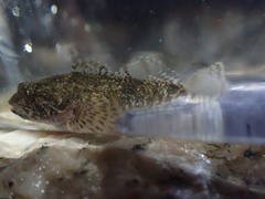 Cottus bairdii