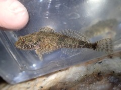 Cottus bairdii
