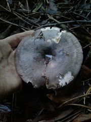 Heterophyllidia