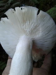 Heterophyllidia