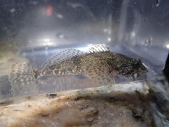 Cottus bairdii