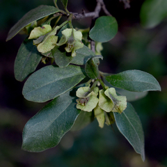 Macropteranthes leichhardtii
