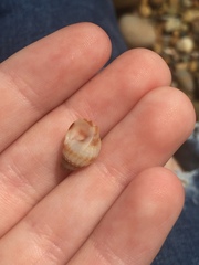 Nassarius pauperatus