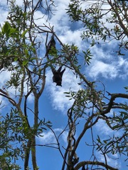 Pteropus alecto