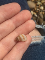 Nassarius pauperatus