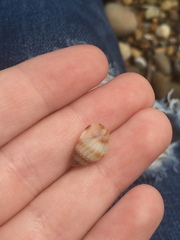 Nassarius pauperatus