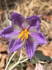 Solanum elaeagnifolium