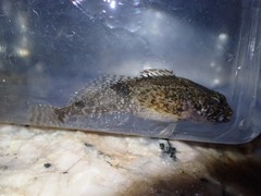 Cottus bairdii