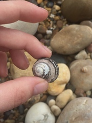 Austrocochlea constricta