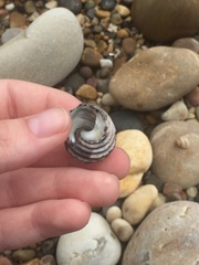 Austrocochlea constricta