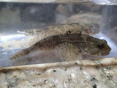 Cottus bairdii