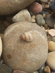 Nassarius pauperatus