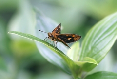 Ampittia virgata