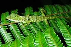 Pseudocalotes tympanistriga