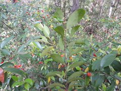 Petalostigma triloculare
