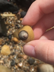 Bembicium nanum