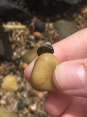 Bembicium nanum