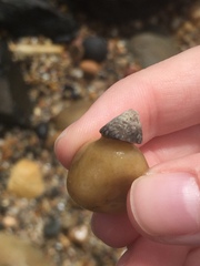 Bembicium nanum