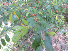 Petalostigma triloculare