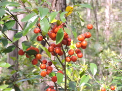 Petalostigma triloculare