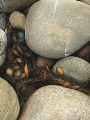 Phyllospora comosa